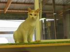 Adopt Tonto a Domestic Short Hair