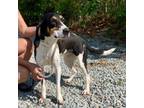 Adopt Laney a Hound, Mixed Breed