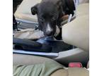 Adopt Joy a Mastiff