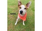 Adopt Hazel a Basenji, Bull Terrier