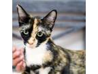 Adopt Macy-0750 a Domestic Short Hair