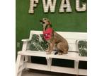 Adopt Dixie a Golden Retriever, Mixed Breed