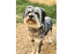 Adopt Maddie a Schnauzer, Mixed Breed