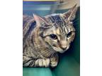 Adopt Gwen a Domestic Short Hair