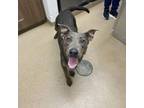 Adopt Moana a Terrier, Doberman Pinscher