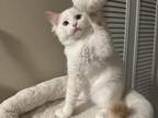 Handsome Purebred Flame Point Male Kitten