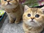 Full British Shorthair