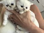 Silver Persian Babies