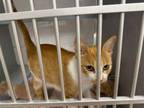 Adopt Emmie a Domestic Short Hair