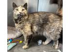 Adopt Ella a Domestic Long Hair