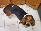 Adopt Quinnie a Basset Hound