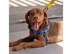 Adopt Dora a Beagle