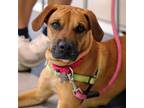 Adopt Queen a Boxer