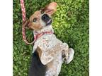 Adopt Spaghetti a Treeing Walker Coonhound