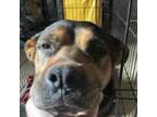 Adopt Mia a Rottweiler