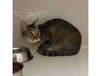 Adopt Apricot a Domestic Short Hair