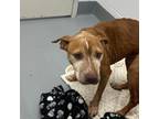 Adopt Charlotte a Pit Bull Terrier, Mixed Breed