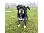 Adopt Tilly a Mixed Breed