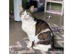 Adopt Gilly a Domestic Short Hair