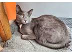 Blue Marlin & Perch, Russian Blue For Adoption In Hampstead, North Carolina