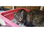 Kitten 25949 (alby), Domestic Shorthair For Adoption In Parlier, California