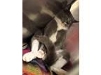 Graystone, Russian Blue For Adoption In Paris, Kentucky