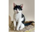 Smudge, Domestic Shorthair For Adoption In Xenia, Ohio