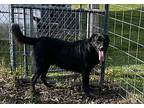 Sampson, Retriever (unknown Type) For Adoption In Xenia, Ohio