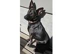 Hera, Labrador Retriever For Adoption In Regina, Saskatchewan