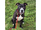 Roadie 770592, Labrador Retriever For Adoption In Hayden, Idaho