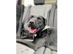 Mandy~s22/23-0222, Labrador Retriever For Adoption In Bangor, Maine