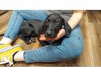 Boss, Labrador Retriever For Adoption In Lorain, Ohio