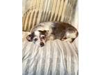 Bess, Rat Terrier For Adoption In Byron, Georgia
