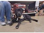 Marley, American Pit Bull Terrier For Adoption In Olive Branch, Mississippi