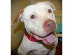 Morano, American Pit Bull Terrier For Adoption In Johnstown, Pennsylvania