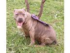 Cora, American Staffordshire Terrier For Adoption In Yukon, Oklahoma