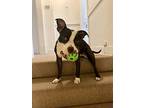 Polly Pocket, Staffordshire Bull Terrier For Adoption In Valley Village