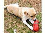 Shilo, Labrador Retriever For Adoption In Byron, Georgia
