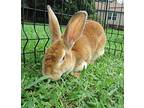 Brownie, New Zealand For Adoption In Mooresville, North Carolina