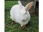 Snow, New Zealand For Adoption In Mooresville, North Carolina