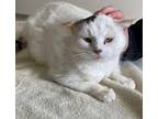 Clara, Domestic Shorthair For Adoption In Barco, North Carolina