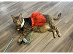 Mila, Domestic Shorthair For Adoption In Paducah, Kentucky