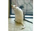 Yeti, Siamese For Adoption In Aliso Viejo, California