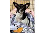 Snoopy, Rat Terrier For Adoption In Acton, California