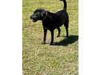 Jingles, Labrador Retriever For Adoption In Eastman, Georgia