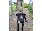Pebbles, Labrador Retriever For Adoption In Heuvelton, New York