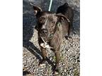 Dalton, Labrador Retriever For Adoption In Jackson, Mississippi