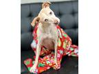 Billy Bob, Terrier (unknown Type, Small) For Adoption In Jackson, Mississippi