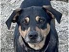 Terry (local) Yo, Labrador Retriever For Adoption In Langley, British Columbia