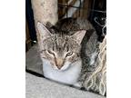 Baby (24-543) & Mitz (24-544), Domestic Shorthair For Adoption In Seven Valleys